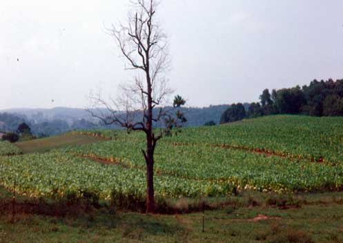 Figure 1. This unusually large burley tobacco field was located in Greene County in the mid-1990s. Due to the Agricultural Adjustment Act of 1933, farmers with tobacco quotas were guaranteed minimum payments per pound. Before the end of federal price supports for tobacco in 2004, hillside patches were a common landscape feature in the undulating Great Valley of East Tennessee. Photo by author, 1995.