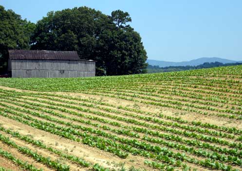 Figure 6. This large tobacco field in Cocke County is one of the limited number remaining in the county. The number of tobacco farms in neighboring Greene County has dropped from 1,600 in the late 1990s to as few as 50 today. Photo by author, 2010.